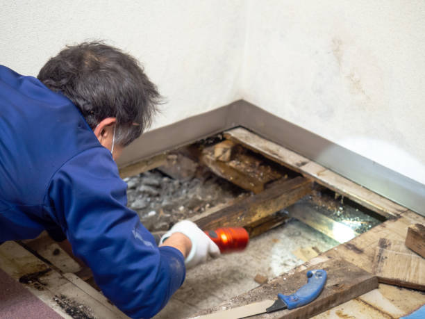 Best Mold Damage Repair  in Gowanda, NY