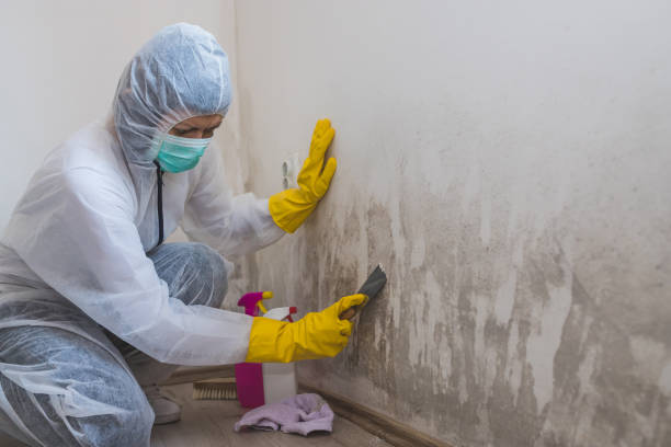 Best Crawl Space Mold Removal  in Gowanda, NY