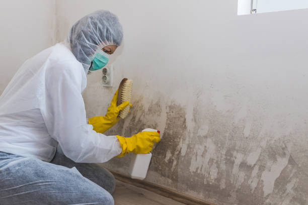 Best Toxic Mold Removal  in Gowanda, NY