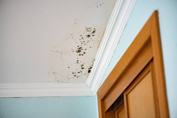 Attic Mold Removal in Gowanda, NY