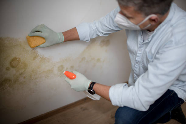 Best Residential Mold Removal  in Gowanda, NY