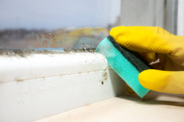 Best Commercial Mold Removal  in Gowanda, NY
