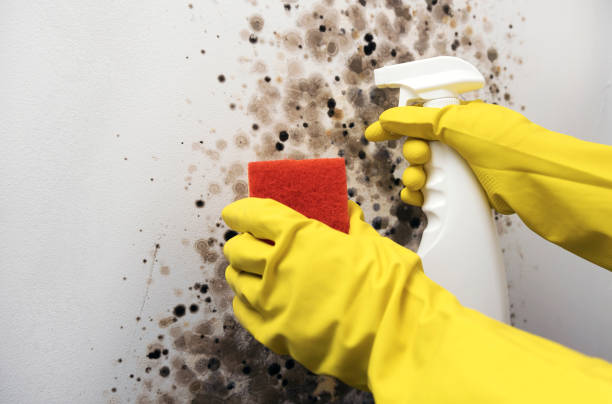 Best Toxic Mold Removal  in Gowanda, NY