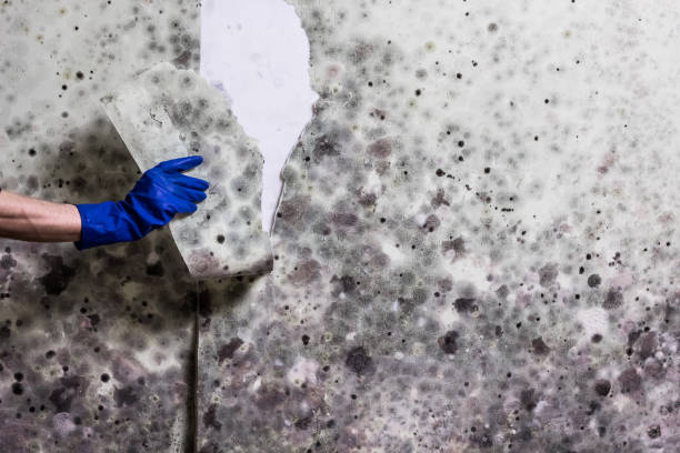 Best Local Mold Removal Service  in Gowanda, NY